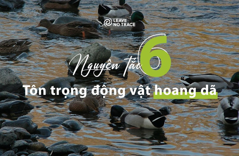 [Leave No Trace] Nguyên tắc 6: Tôn trọng động vật hoang dã