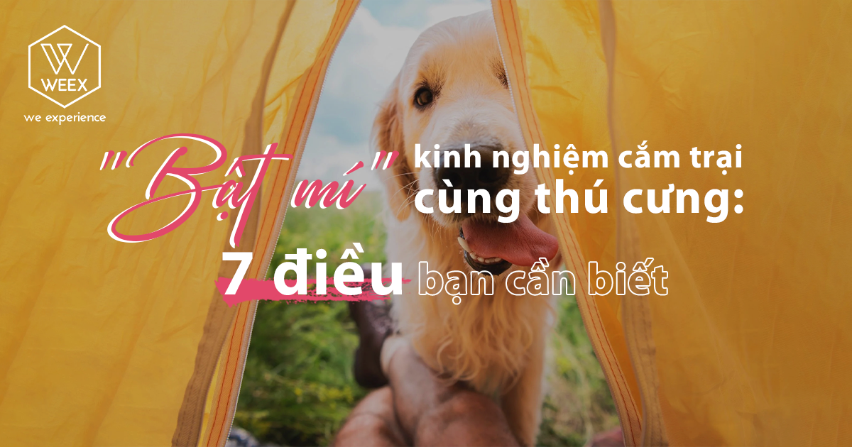 Bật mí kinh nghiệm cắm trại cùng thú cưng: 7 điều bạn cần biết