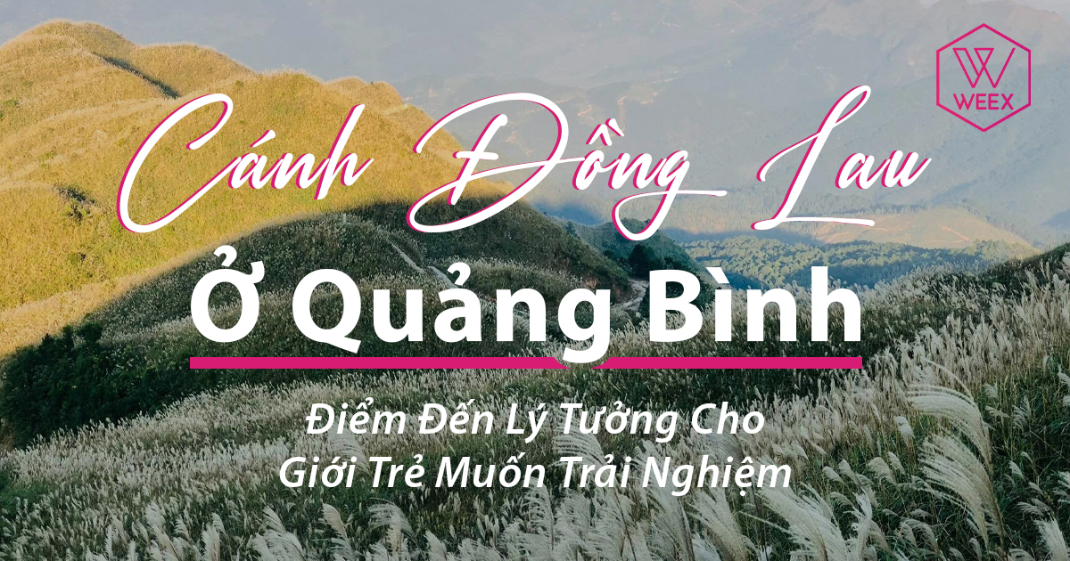 Cánh Đồng Lau Ở Quảng Bình - Điểm Đến Lý Tưởng Cho Giới Trẻ Muốn Trải Nghiệm