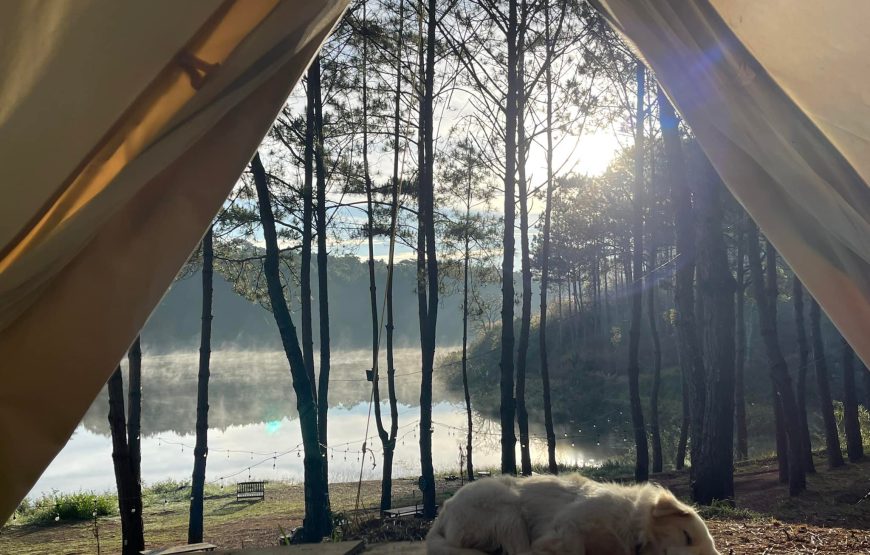 PineForest Camping