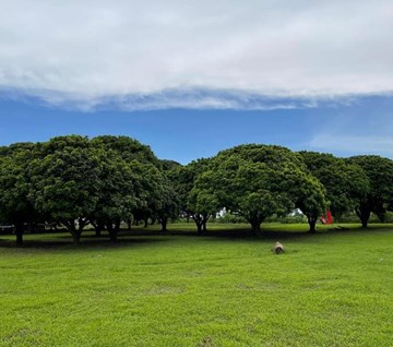 Vườn Nhãn Long Biên